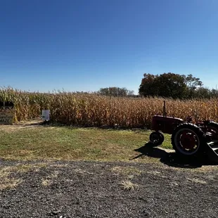 Corn maze