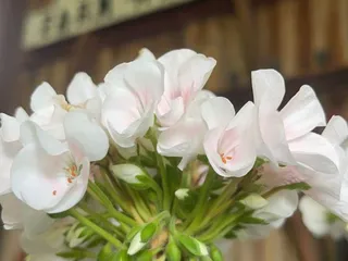 Genntown Farm Market