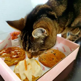 My cat is smelling cookies!