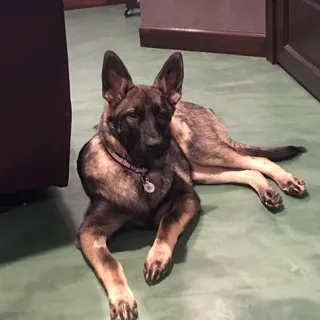 Mitzi P.