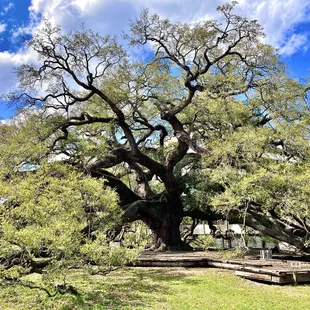 Treaty Oak Park -- Treaty Oak!