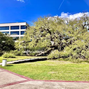 Treaty Oak Park -- late Feb 2023