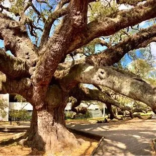 Treaty Oak Park -- late Feb 2023