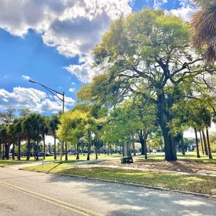 Treaty Oak Park -- late Feb