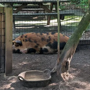 Pig