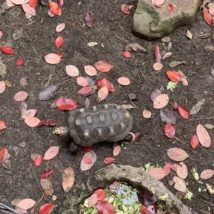 Tortoises live outside the front of the restaurant