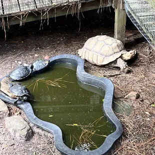 Tortoise