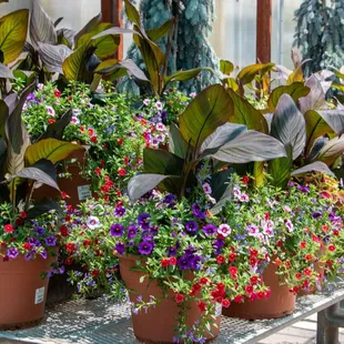 a row of potted plants