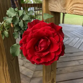 R R.