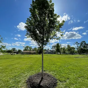 Landscaping