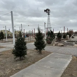 Christmas tree selection (I showed up late in the season)