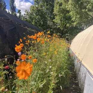 Beautiful wildflower display