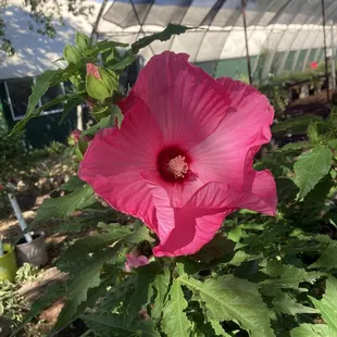 Hibiscus!
