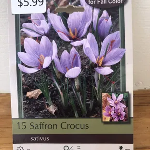 Saffron Crocus bulbs