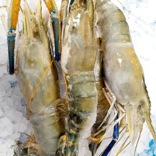 three shrimps on ice