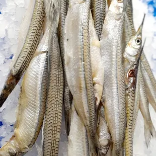 Pajaritos, halfbeak fish