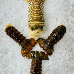 Lobster tail