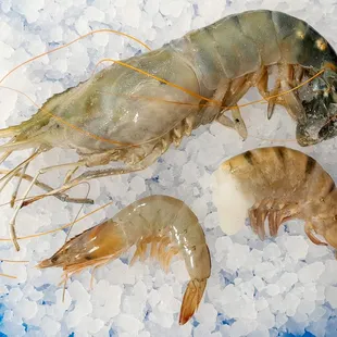 Shrimps