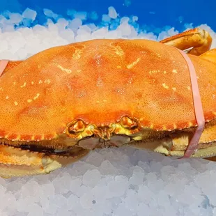 Dungeness crab