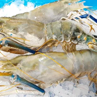 Freshwater Shrimps