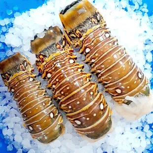 Fresh lobster tails