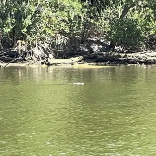 Gator sighting on the river
