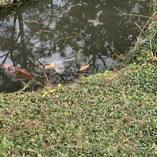 Coy pond