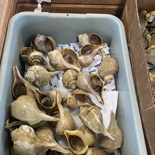 shells in a bin for sale