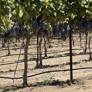 Grapes  in the vineyard