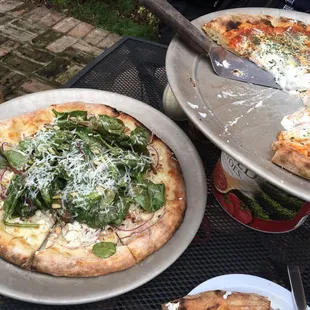 Magnolia Rosa Insalata