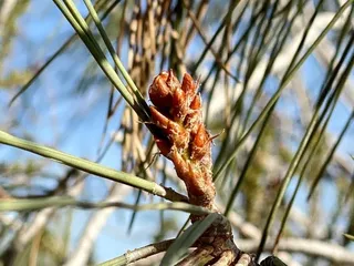 South Fork American River Trail