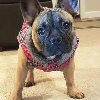 Miss H.