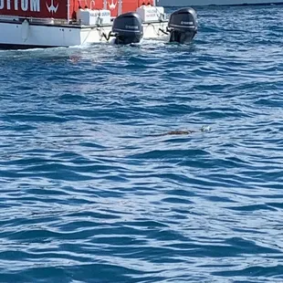 Turtle!!