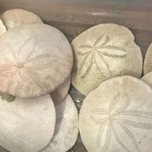Sand dollars