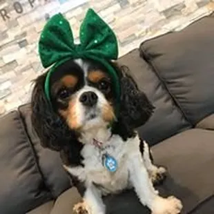 Bella, our office dog, enjoys hanging out with our patients.
