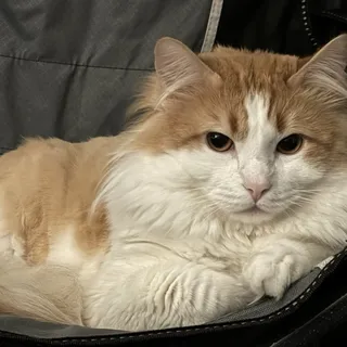 Sam