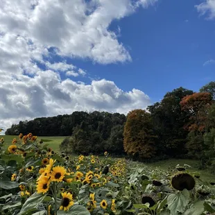 Sunflowers field