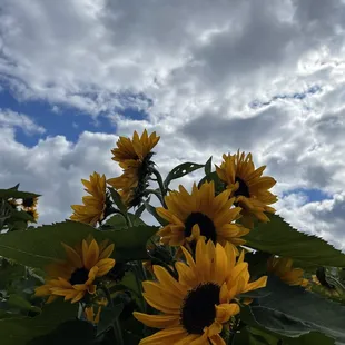 More sunflowers