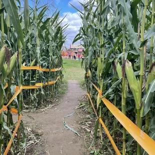 Corn maze exit