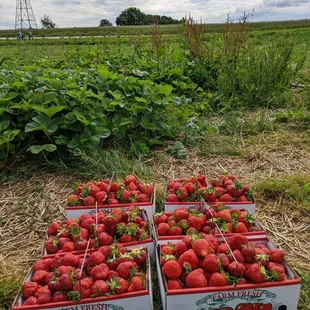 Strawberries...$15 a basket works out to $5 a quart.