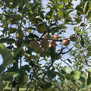 Apple picking