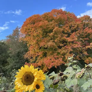 Autumn season and I sunflowers