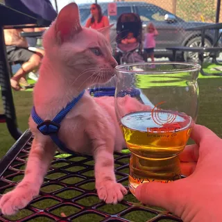 Golden Boy Blonde Ale