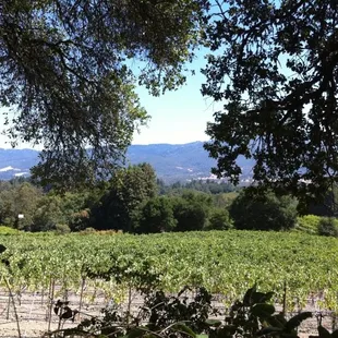 View of the Shepard Estates from Jack London State Park along the horse trail