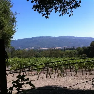 View of the Shepard Estates from Jack London State Park along the horse trail