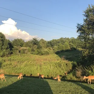 Lots of deer live in the Triple Crown Country Club community!
