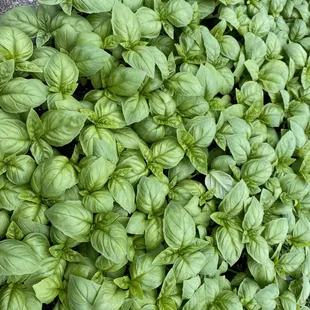 Basil