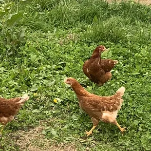Happy Chickens