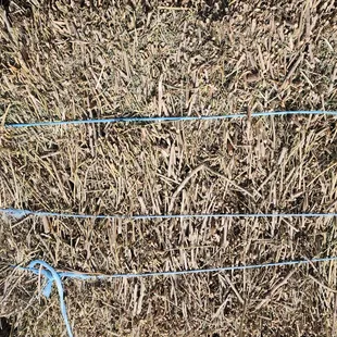 Worst alfalfa in town.