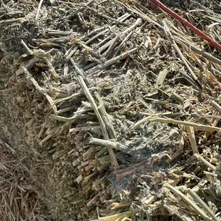 Moldy and bleached bales of  "#2" alfalfa.